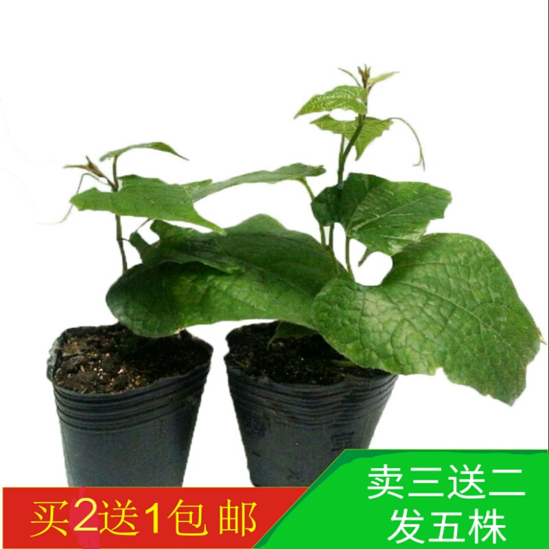 正宗罗汉果苗绿植广西罗汉果苗扦插罗汉果苗庭院阳台种植