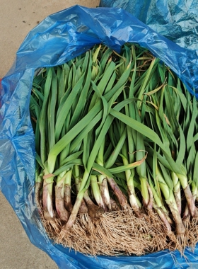 江西高安农家自种新鲜蔬菜时令当季红皮芹菜大蒜或芹菜农家露天菜