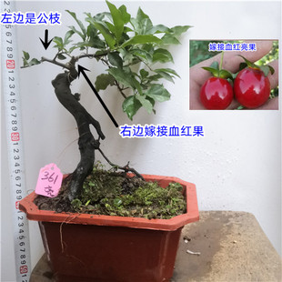 金弹子k树桩盆景 阳台观叶绿植盆 栽庭院小老桩盆栽 熟桩母桩结果