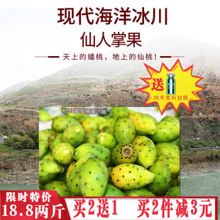 新鲜野生食用仙人掌果仙桃泸定仙人掌果野生水果孕妇美容水果高原