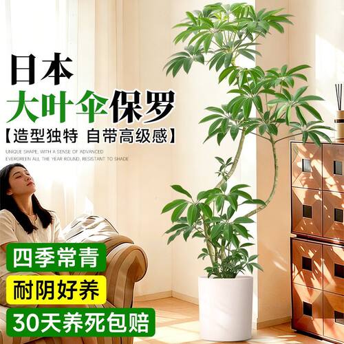 保罗大叶伞老桩室内客厅绿植办公室净化空气四季常青网红观叶绿植