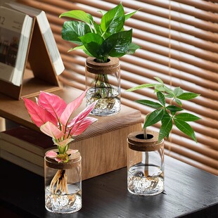 水培植物绿萝天堂鸟观山玻璃瓶造型发财树春雨室内桌面绿植盆栽
