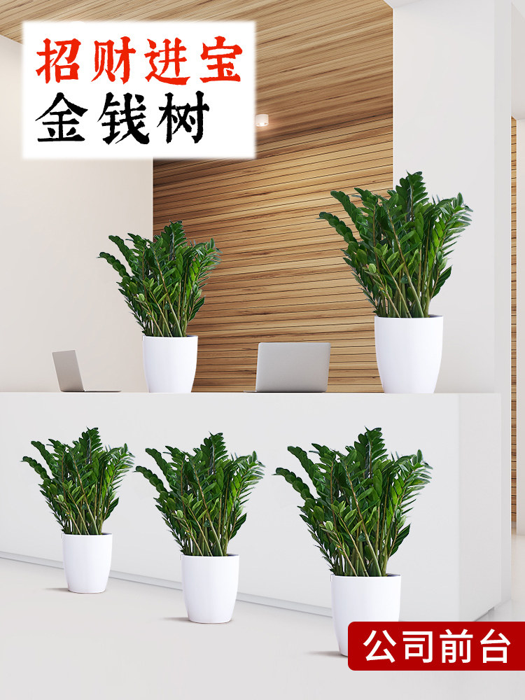 室内金钱树花卉盆栽植物客厅大型绿植电视柜旁边好养旺宅摇钱树