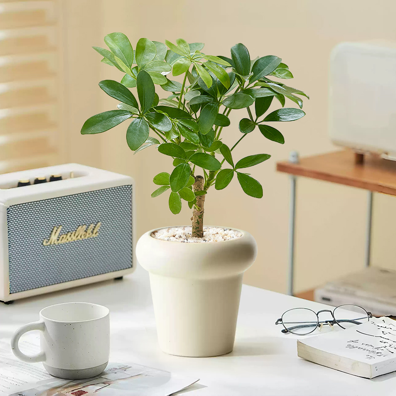 小鸭脚木办公室内桌面绿植