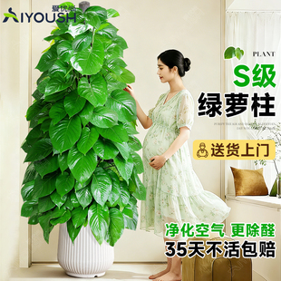 大叶绿萝柱盆栽客厅绿植大型办公室居家净化空气除甲醛好养活植物
