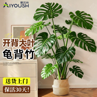 丛生龟背竹大盆景客厅旺宅真植物办公室内四季常青好养落地绿植