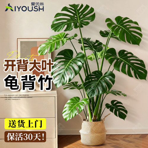 常青旺宅龟背竹招财好养真绿植