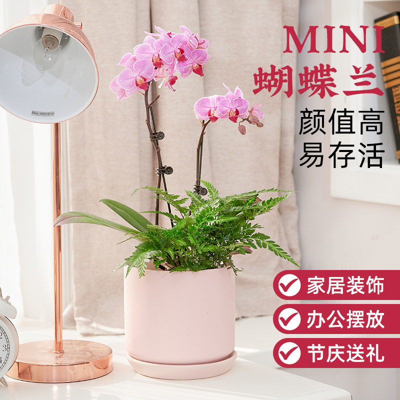 蝴蝶兰盆栽带花室内客厅桌面鲜花开花植物送礼兰花精致礼物情人节
