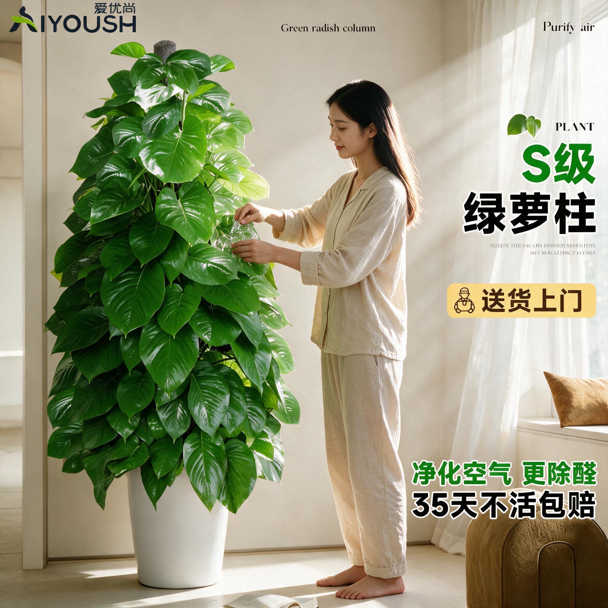 大叶绿萝室内大型办公室绿植植物图片