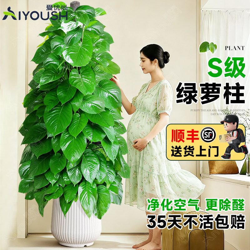 大叶绿萝柱盆栽客厅绿植大型办公室居家净化空气除甲醛好养活植物