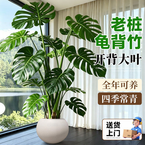 龟背竹客厅大盆栽开背大叶老桩大型落地绿植物高端净化空气除甲醛