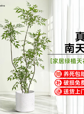 南天竹盆栽客厅办公室大型绿植盆栽南天竺客厅造景真树物四季常青