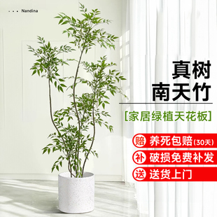 常青 精品南天竹室内办公室大型绿植盆栽南天竺客厅造景真树物四季