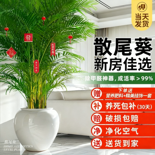 散尾葵客厅室内旺宅大型植物盆栽