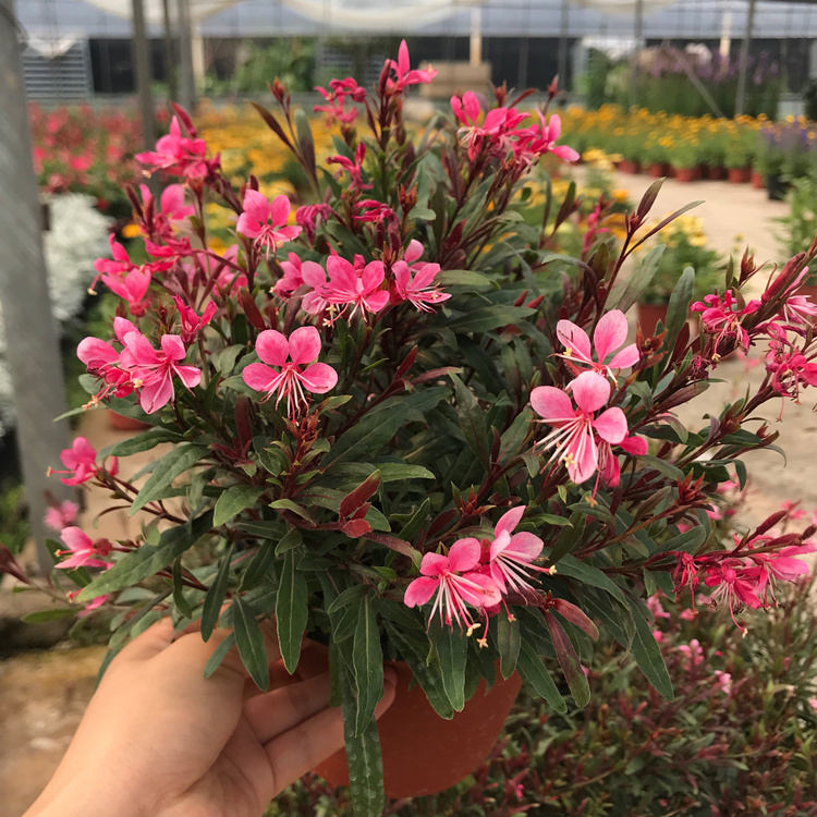 紫叶千鸟花盆栽植物花卉多年生耐寒耐热已养护庭院阳台低维护