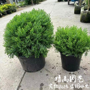 皮球柏球型雾雪松苗盆栽庭院阳台多年生花镜植物耐寒耐热四季常青