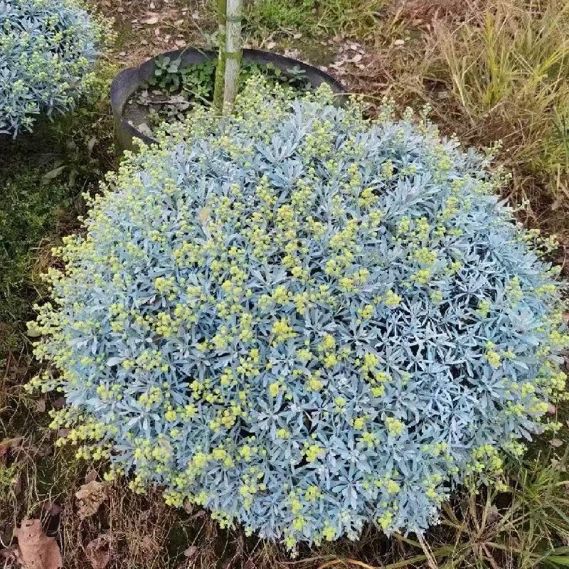 银叶芙蓉菊盆栽多年生