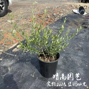 油橄榄树苗盆栽南北方四季常绿耐热耐旱绿色好养植物苗阳台桌面