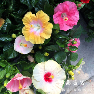 朱瑾花重瓣 扶桑花多年木本植物室外阳台庭院花卉芙蓉花带花包邮