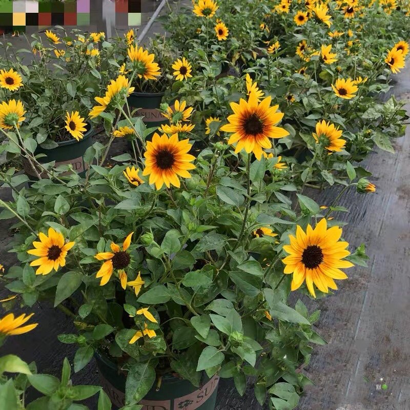 盆栽趣味美观 光辉岁月 向日葵多年生花卉庭院阳台四季开花包邮