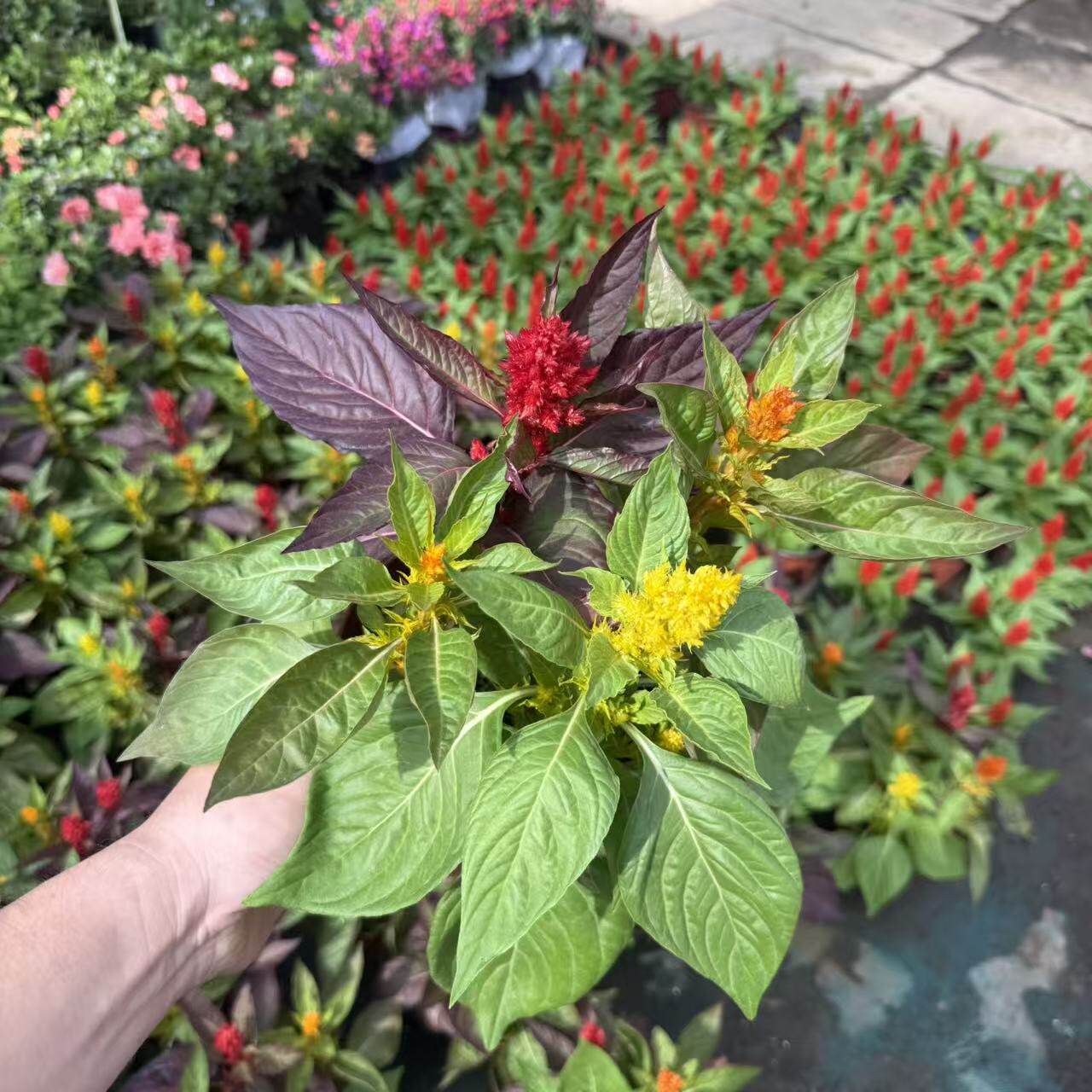 彩色鸡冠花苗多色观赏花卉盆栽带盆易活夏季开花