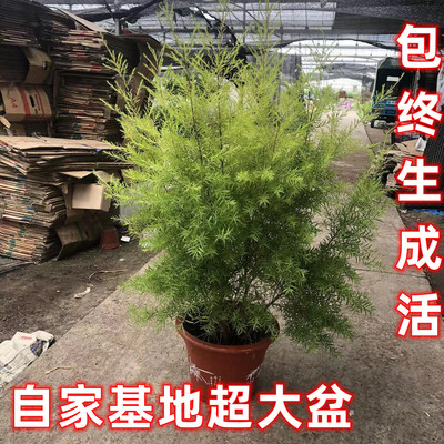 黄金香柳盆栽绿植室外阳台耐热