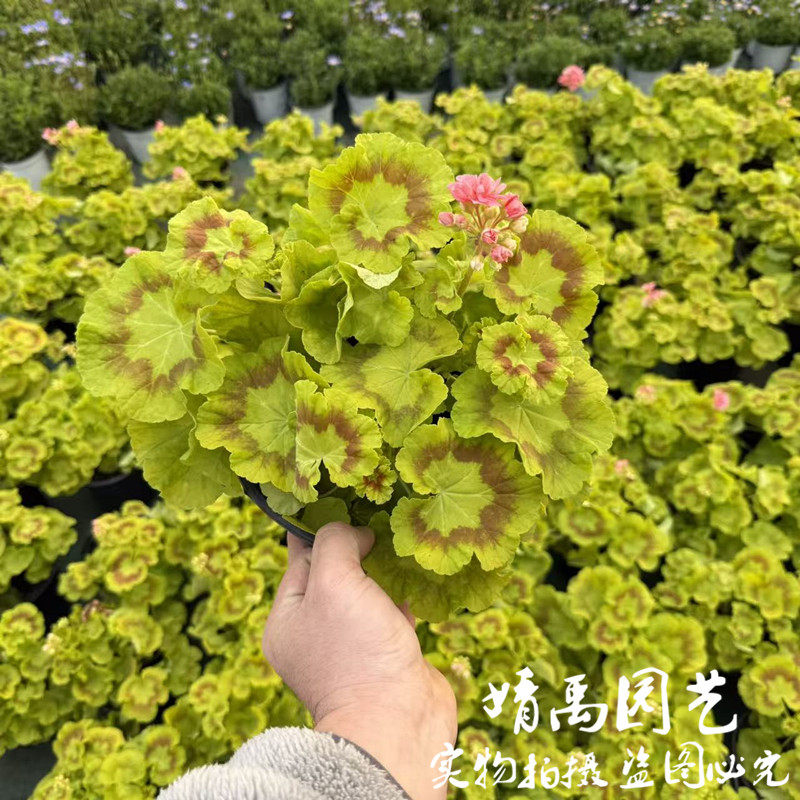 新品奎尔特夫人大花天竺葵花苗盆栽带花苞四季花卉庭院阳台
