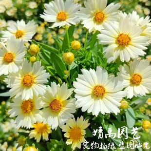 金鸡菊小闹钟花镜植物地载多年生宿根花卉耐寒耐热庭院阳台花期长