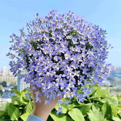 花镜虎耳草盆栽阳台虎耳草