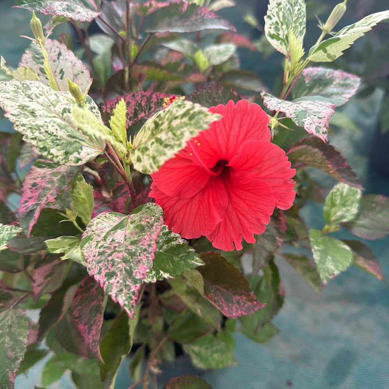 耐热耐晒花叶朱槿大红花盆栽灌木 重瓣扶桑花 庭院芙蓉花木本花卉