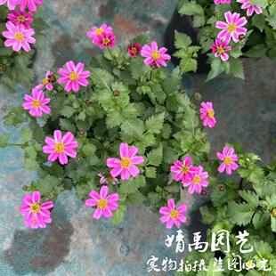 鬼针草盆栽耐寒金悠菊晚秋花花卉苗阳台庭院四季花期长多年生植物
