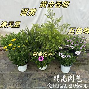 直播间一物一拍四季多年生花镜组合搭配耐热耐寒花箱花池地栽庭院