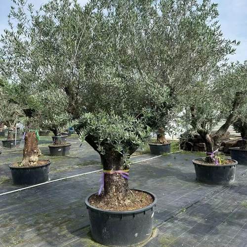 进口大型老桩油橄榄盆栽植物花园