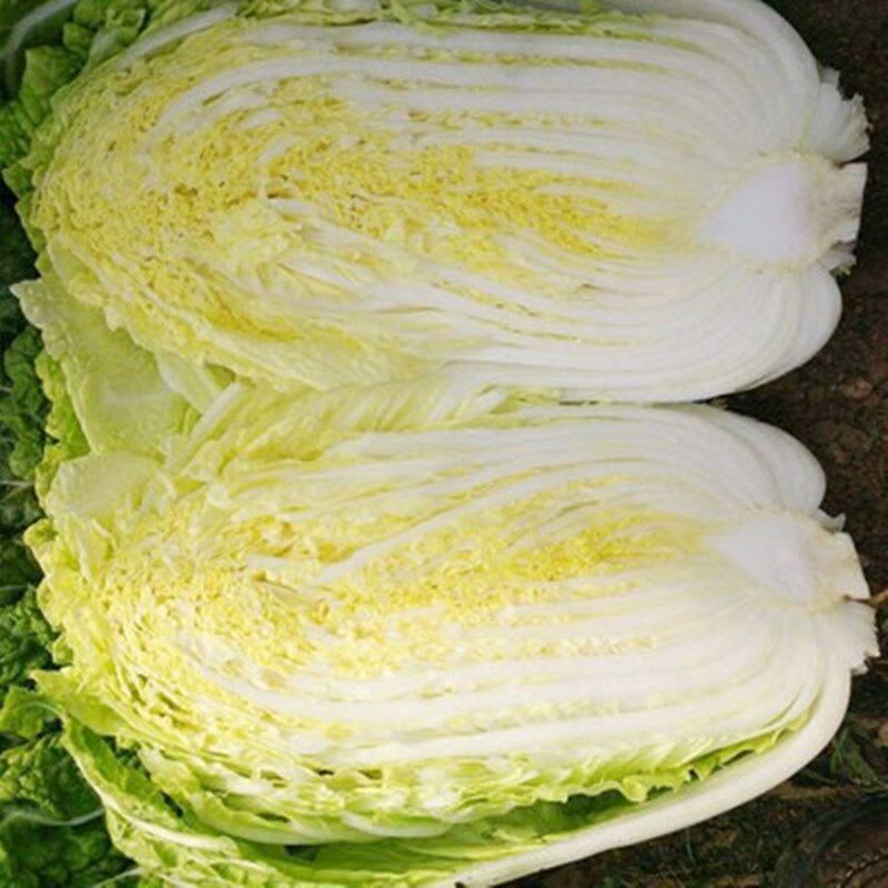 韩国黄心大白菜种子真黄春f1黄芯绿叶结球春秋白菜基地菜园高产
