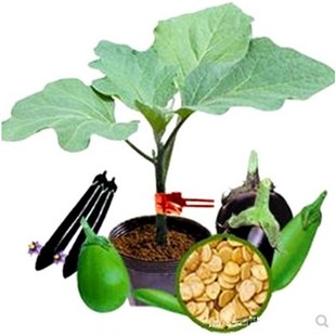 日本种源茄子嫁接托鲁巴姆黄瓜砧木番茄砧木茄子青藤台木品种大全