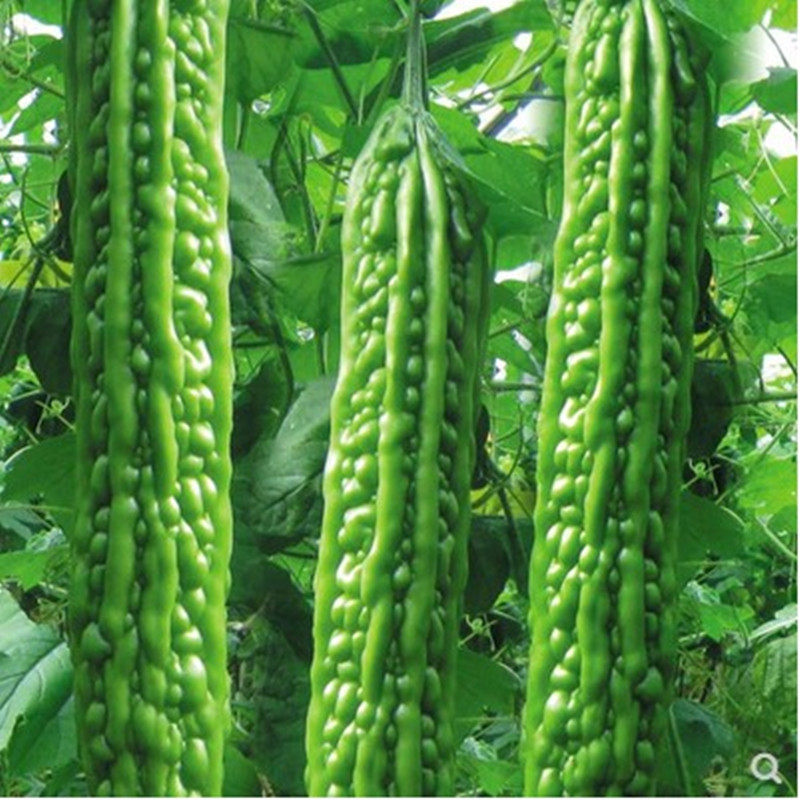 寿光蔬菜种子绿龙航天苦瓜早熟抗寒性强新达美f1产量高基地四季播