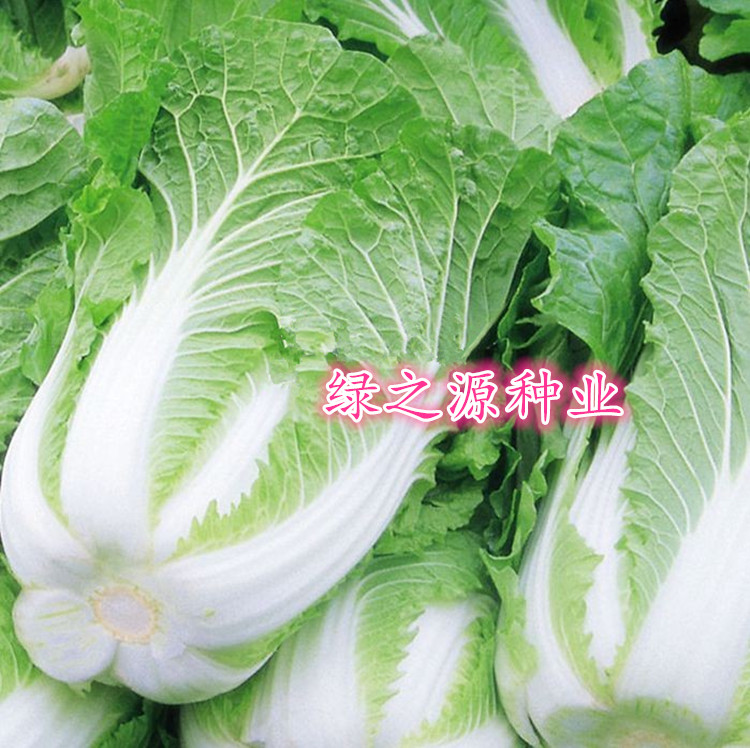 越夏耐热大白菜种子热抗50天靓根肿超级夏阳早50夏喜303白菜种子