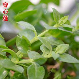 菜用穿心莲种子养心菜种子四季播蔬菜种子田七三七种子盆栽菜园