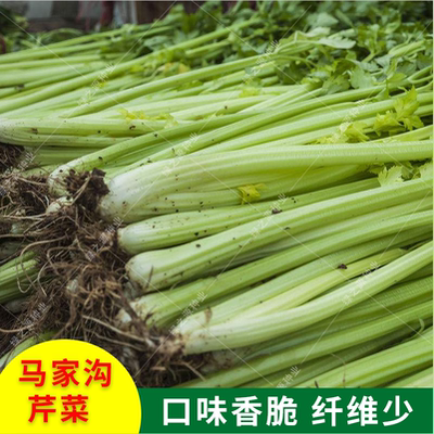 农家空心宏程香脆四季芹菜种子