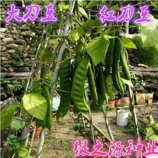 大扁豆芸豆菜豆大刀豆种子红金钩黄金勾东北油豆种子盆栽庭院种植