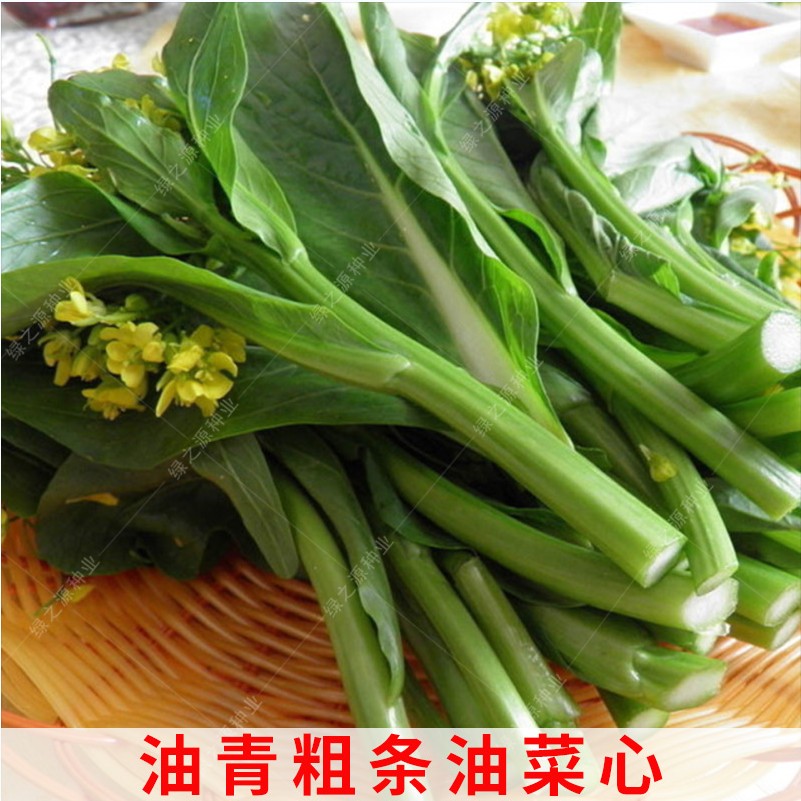 蔬菜青翠矮脚耐热盆栽种子