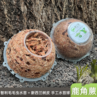 鹿角蕨水苔球种植专用土进口毛毛虫水苔挂板模具蕨类植物上板套装