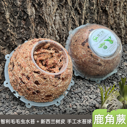 鹿角蕨水苔球种植专用土