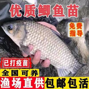 正宗中科五号鲫鱼苗工程鲫鱼淡水养殖草鱼苗鲤鱼花鲢