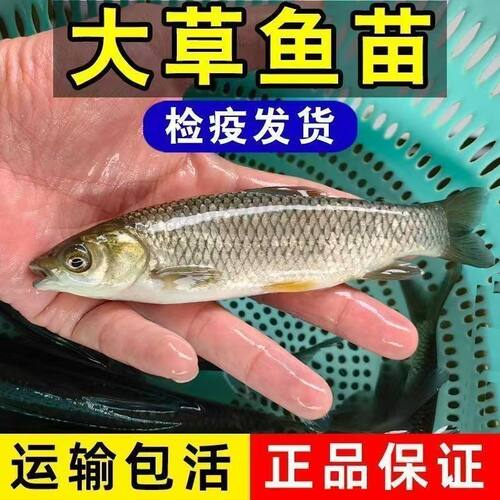 本地草鱼苗家鱼塘苗特大草鱼苗黑脆皖鱼活体半斤半斤草鱼苗