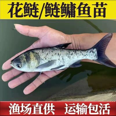 大花鲢鱼苗淡水好养殖大规格鲢鳙鱼苗胖头鱼雄鱼大头鱼苗草鱼包活