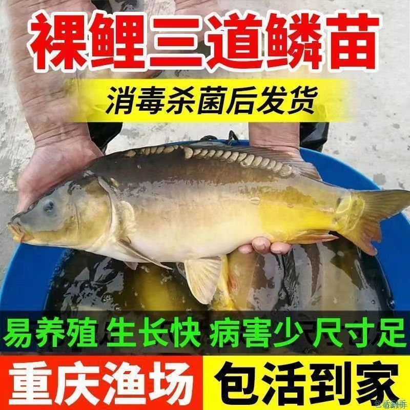 裸鲤鱼苗三道鳞德国镜鲤活体鱼苗淡水养殖无甲鲤鱼苗食用裸斑鱼苗