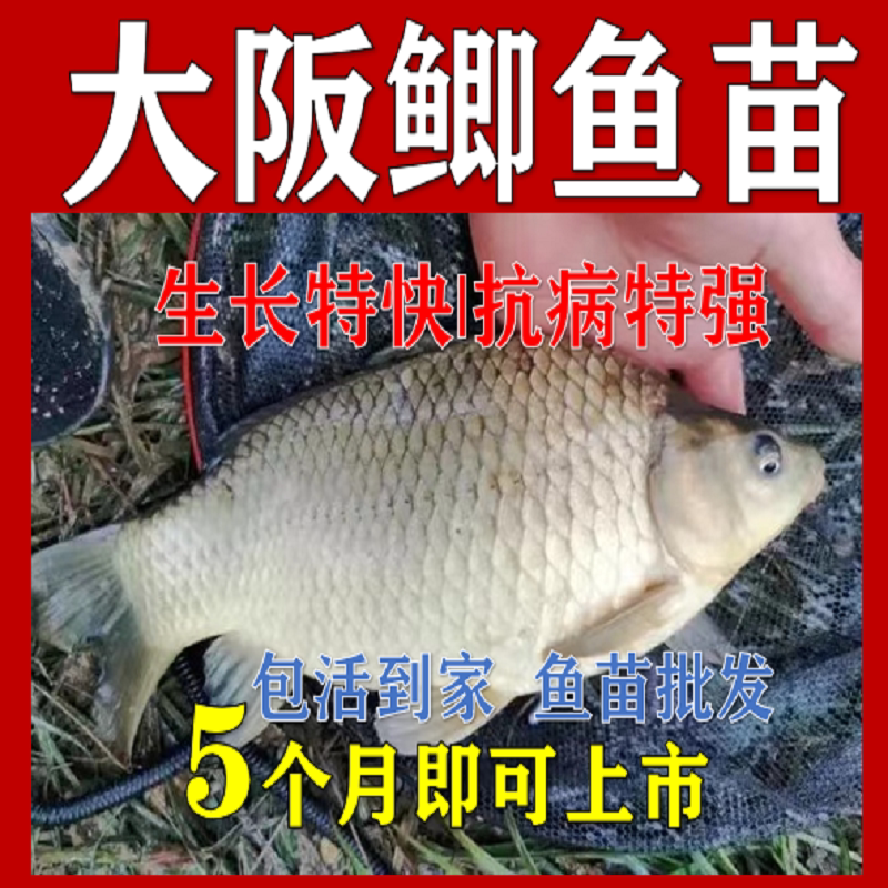 鲫鱼淡水养殖工程鲫大品种抗病强