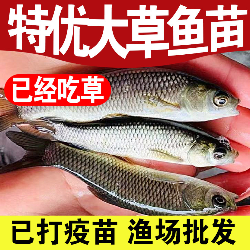 特大草鱼苗半斤一两20厘米大规格白鲩皖鱼好养食草皖鱼淡水养殖