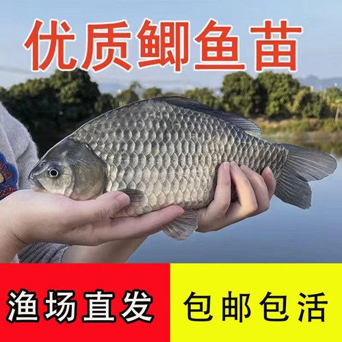中科五号鲫鱼苗高背鲫鱼苗湘云鲫鱼苗淡水养殖鲫鱼苗黄金鲫鱼苗